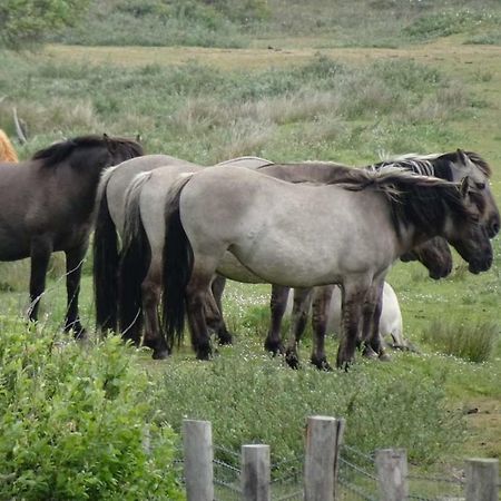 הוילה דן הלדר Prachtige Woning Aan De Duinen מראה חיצוני תמונה
